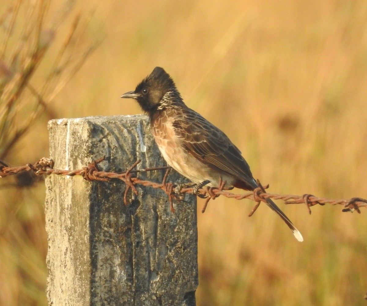 Red-vented Bulbul - ML206276061