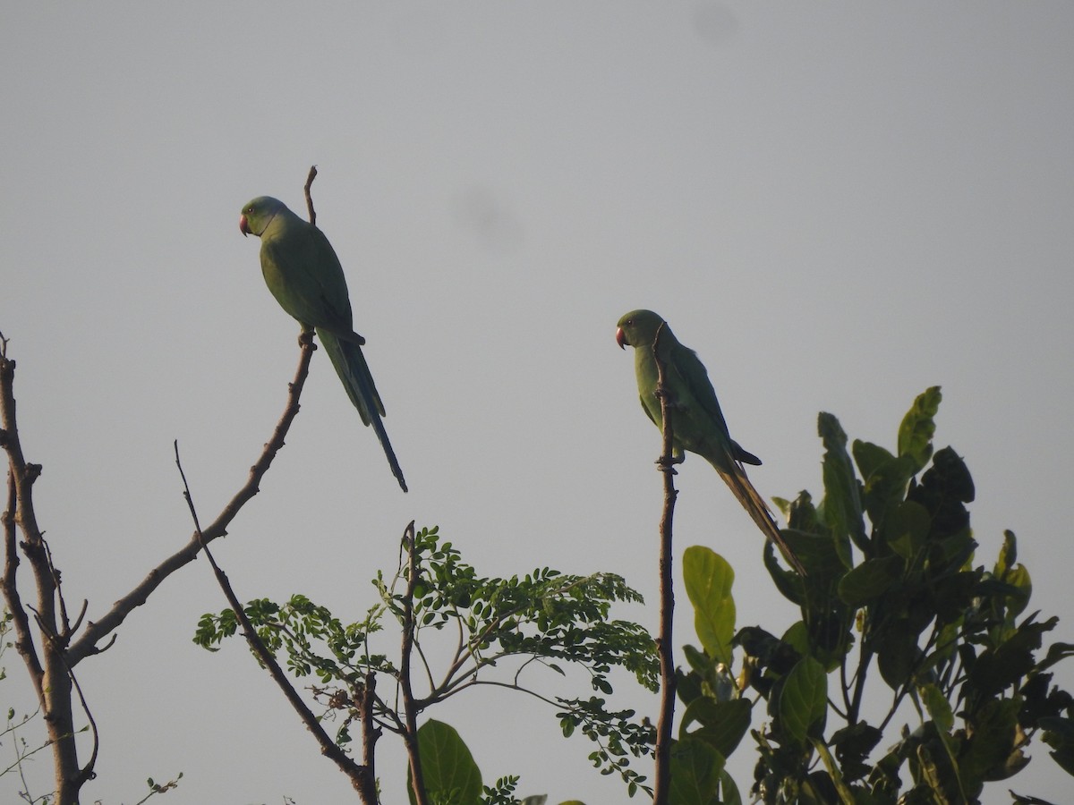 Rose-ringed Parakeet - ML206276251