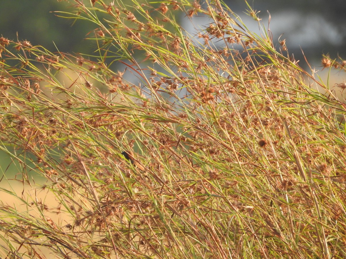 Scaly-breasted Munia - ML206276361