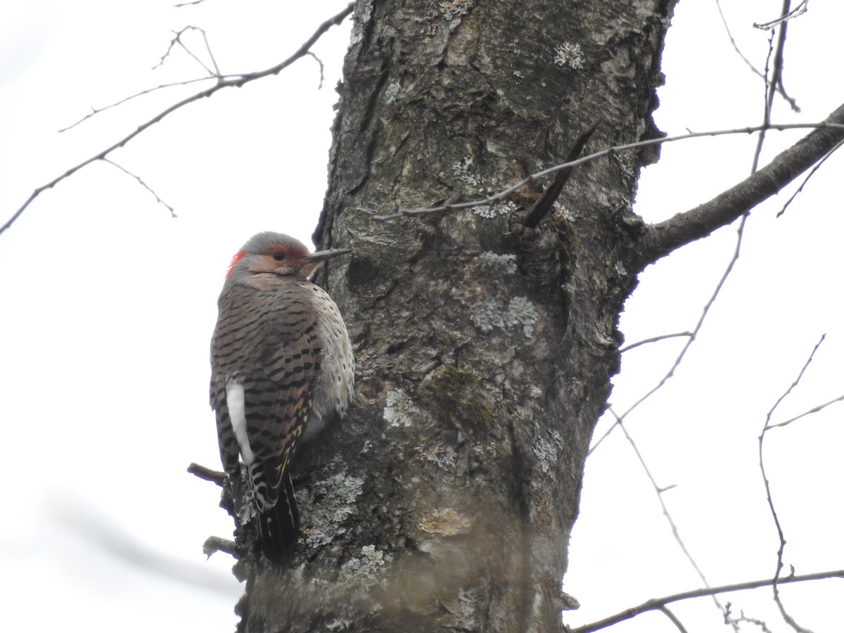 Northern Flicker - ML206277811