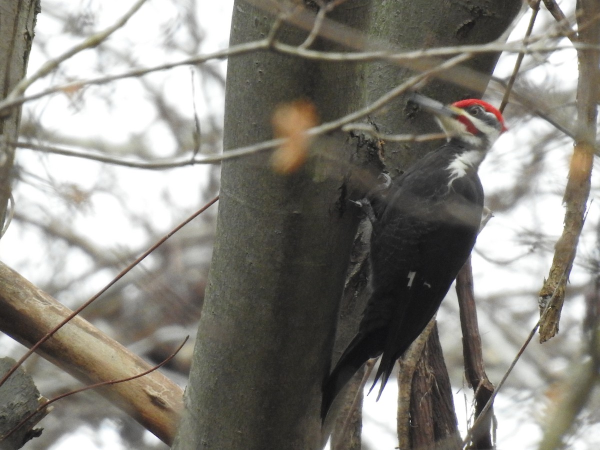 Pileated Woodpecker - Adam Zorn