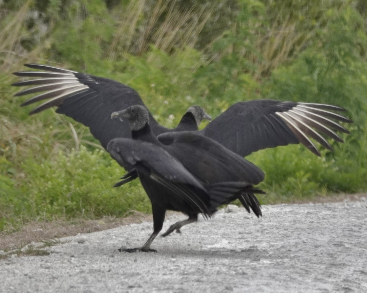 Black Vulture - karen o'hearn