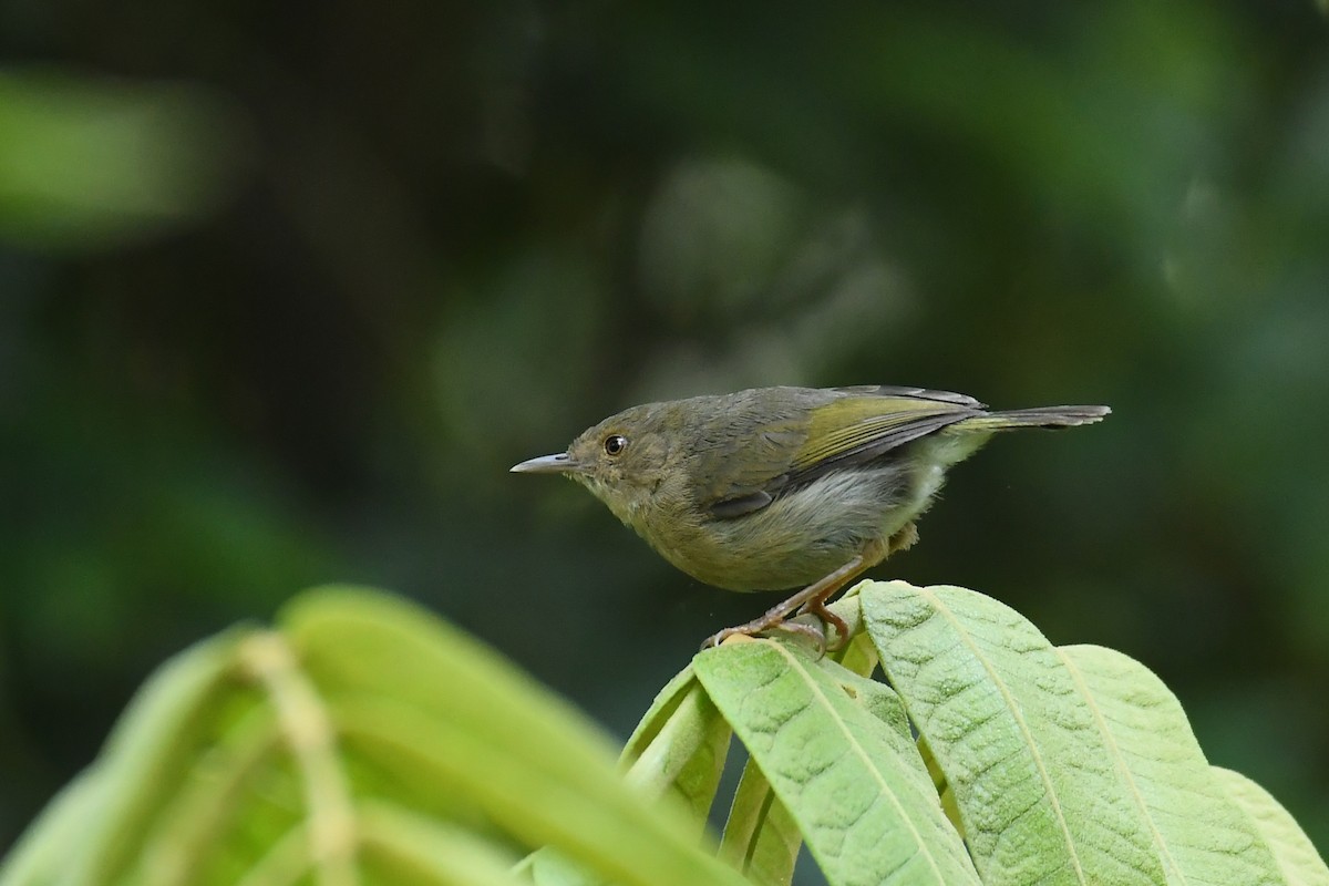 Olive-green Camaroptera - Daryl Dell