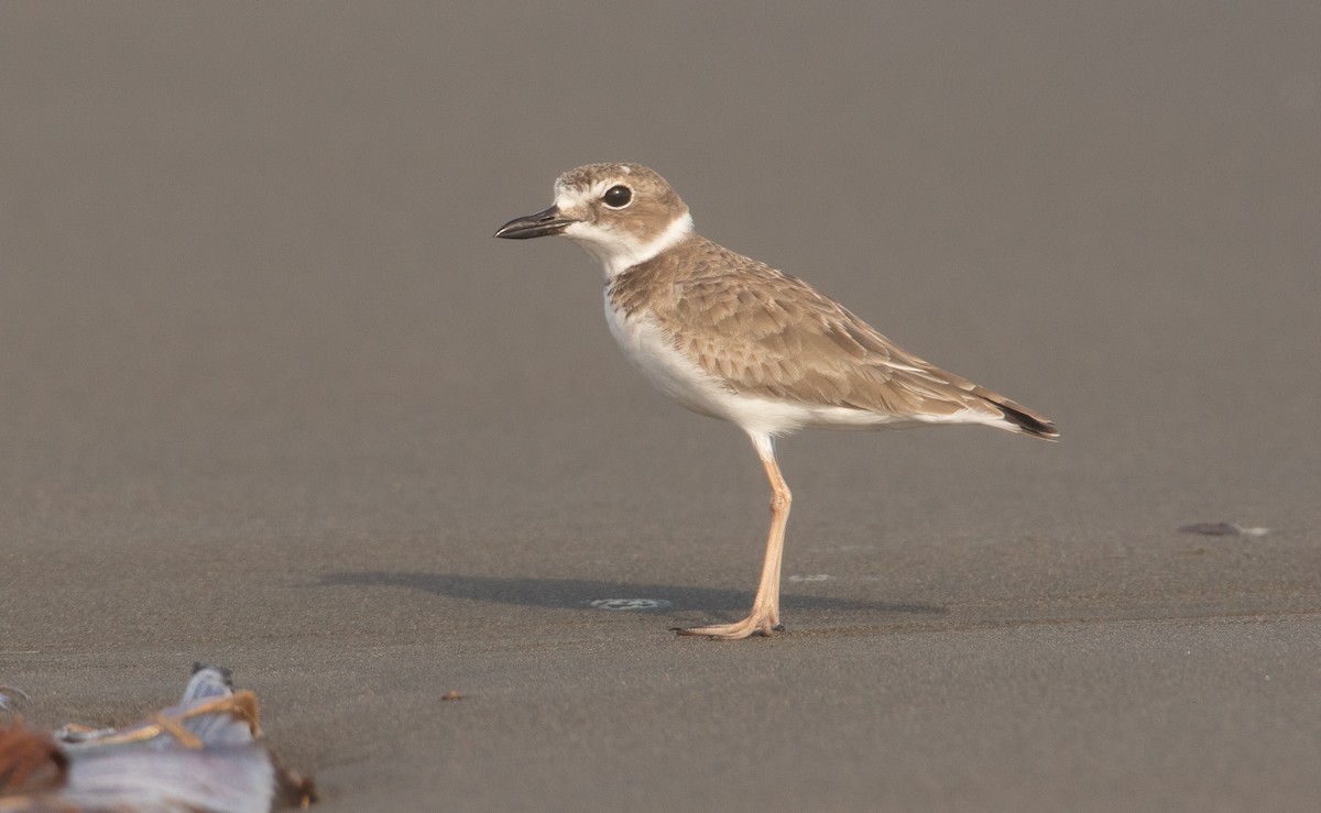 Wilson's Plover - Guillermo  Saborío Vega