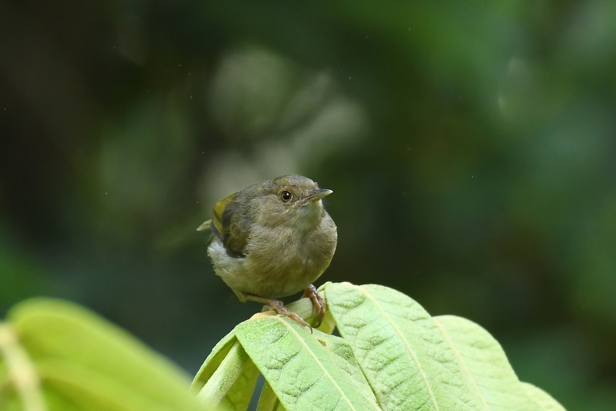 Olive-green Camaroptera - ML206280901