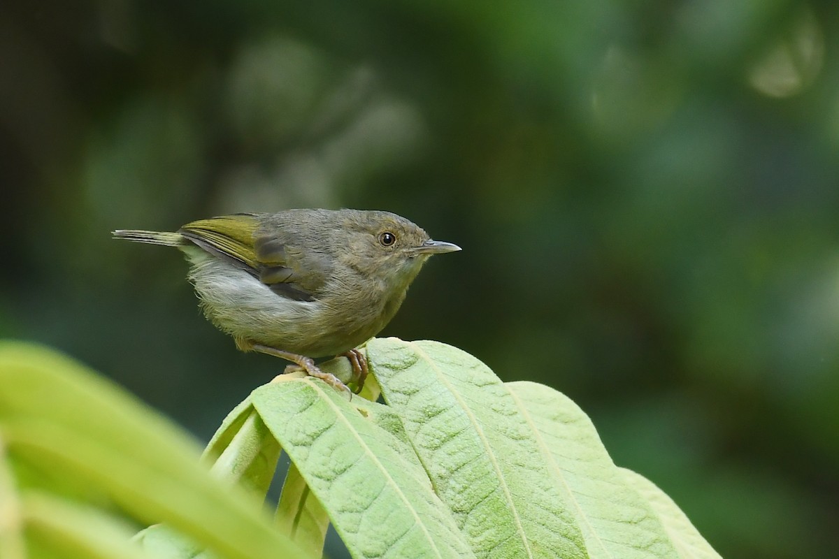 Camaróptera Dorsiverde - ML206281321