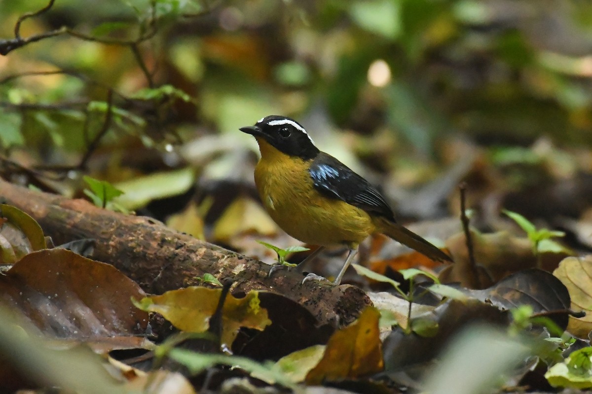 Blue-shouldered Robin-Chat - Daryl Dell