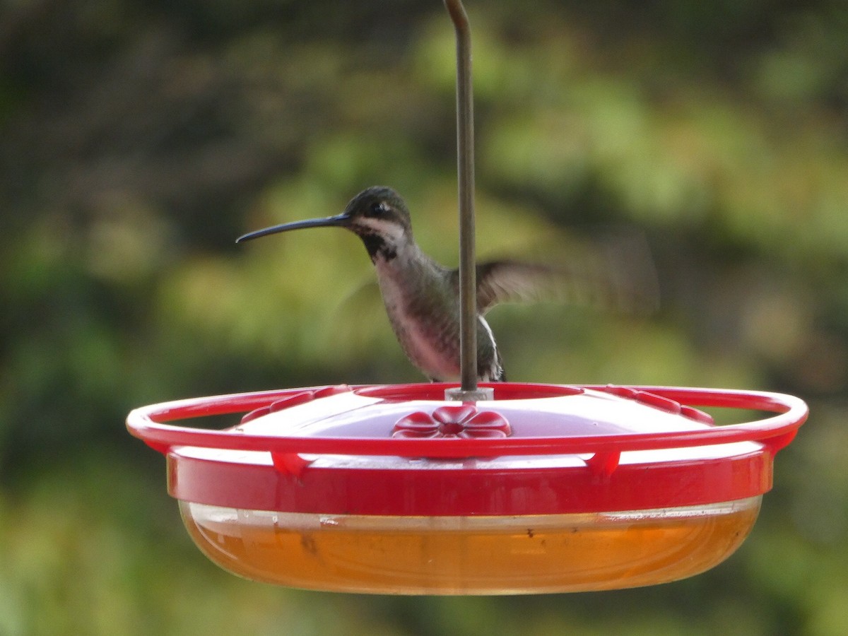 Long-billed Starthroat - ML206284001