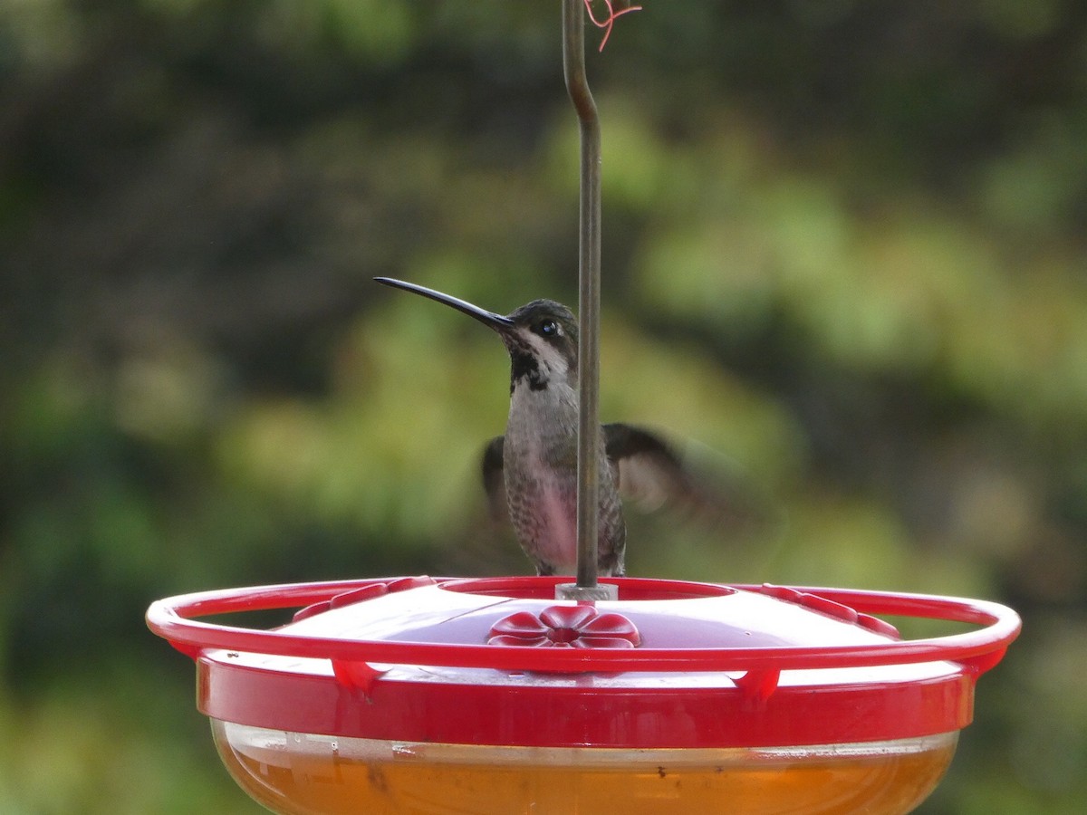 Long-billed Starthroat - ML206284021