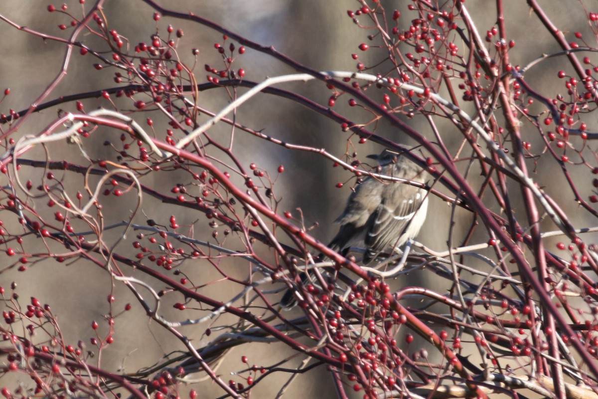 Northern Mockingbird - ML206284941