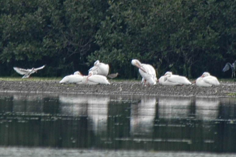 American White Pelican - ML206285241