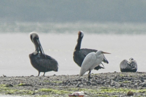 Brown Pelican - ML206285291