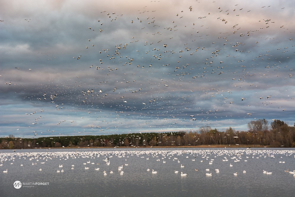 Snow Goose - ML20628631