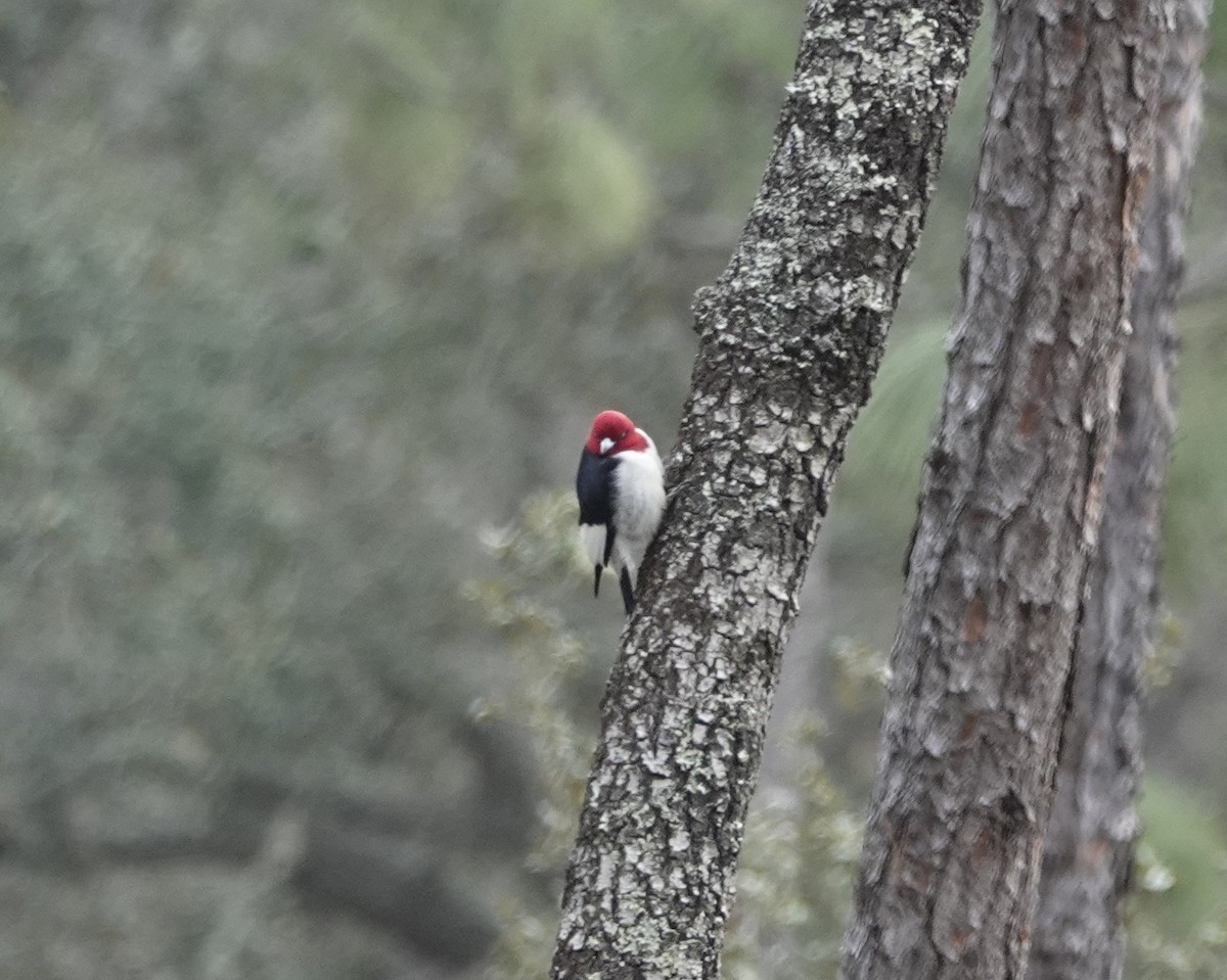 Red-headed Woodpecker - ML206286551