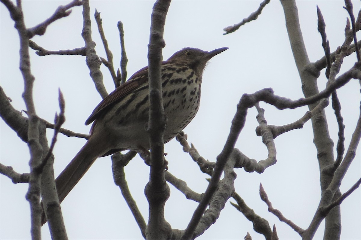 Brown Thrasher - ML206286841