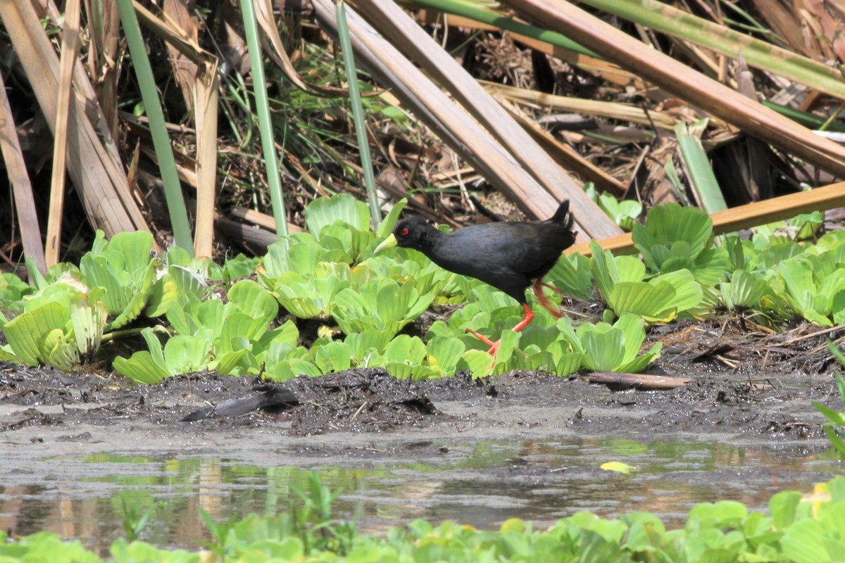 Black Crake - Jan Harm Wiers