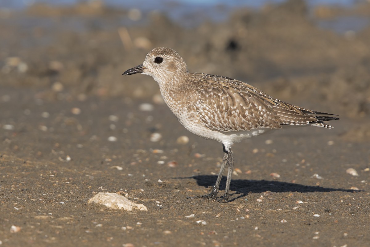 Black-bellied Plover - ML206287421