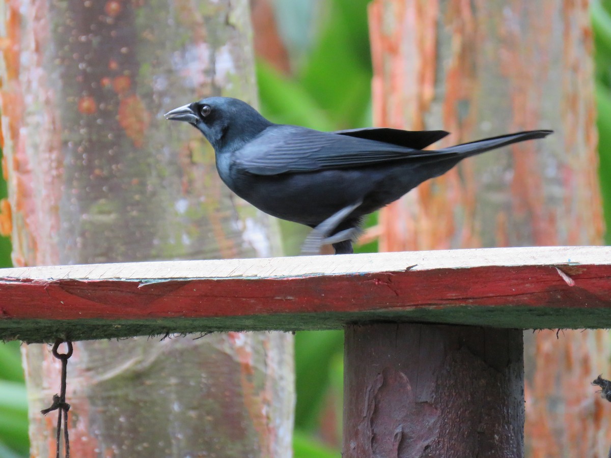 Cuban Blackbird - Ashley Peele