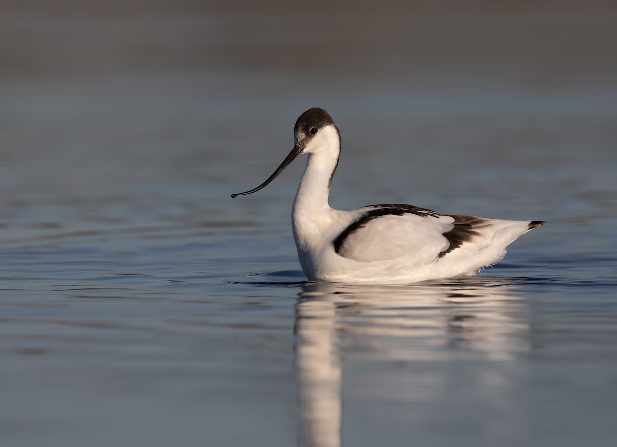 Pied Avocet - ML206289721