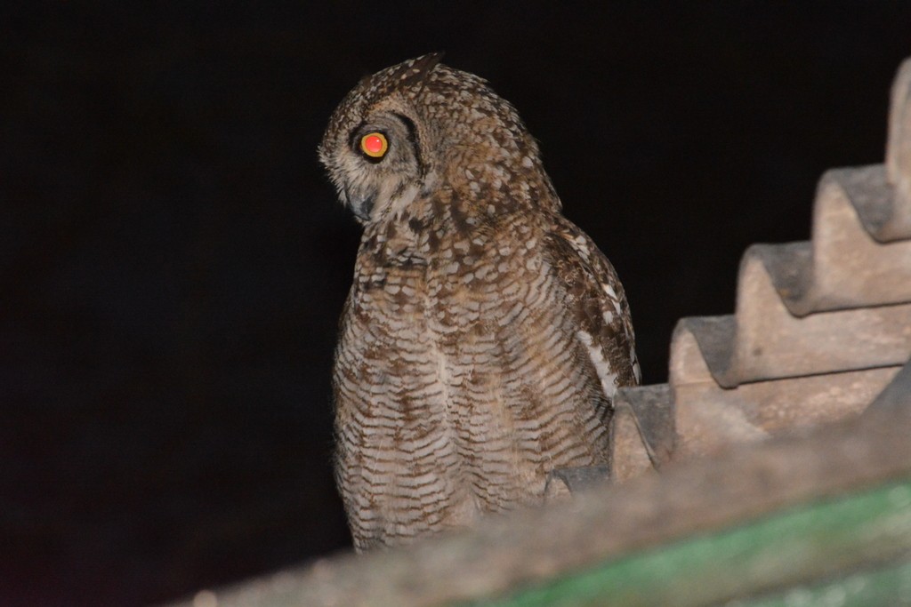 Spotted Eagle-Owl - Simon Tonge