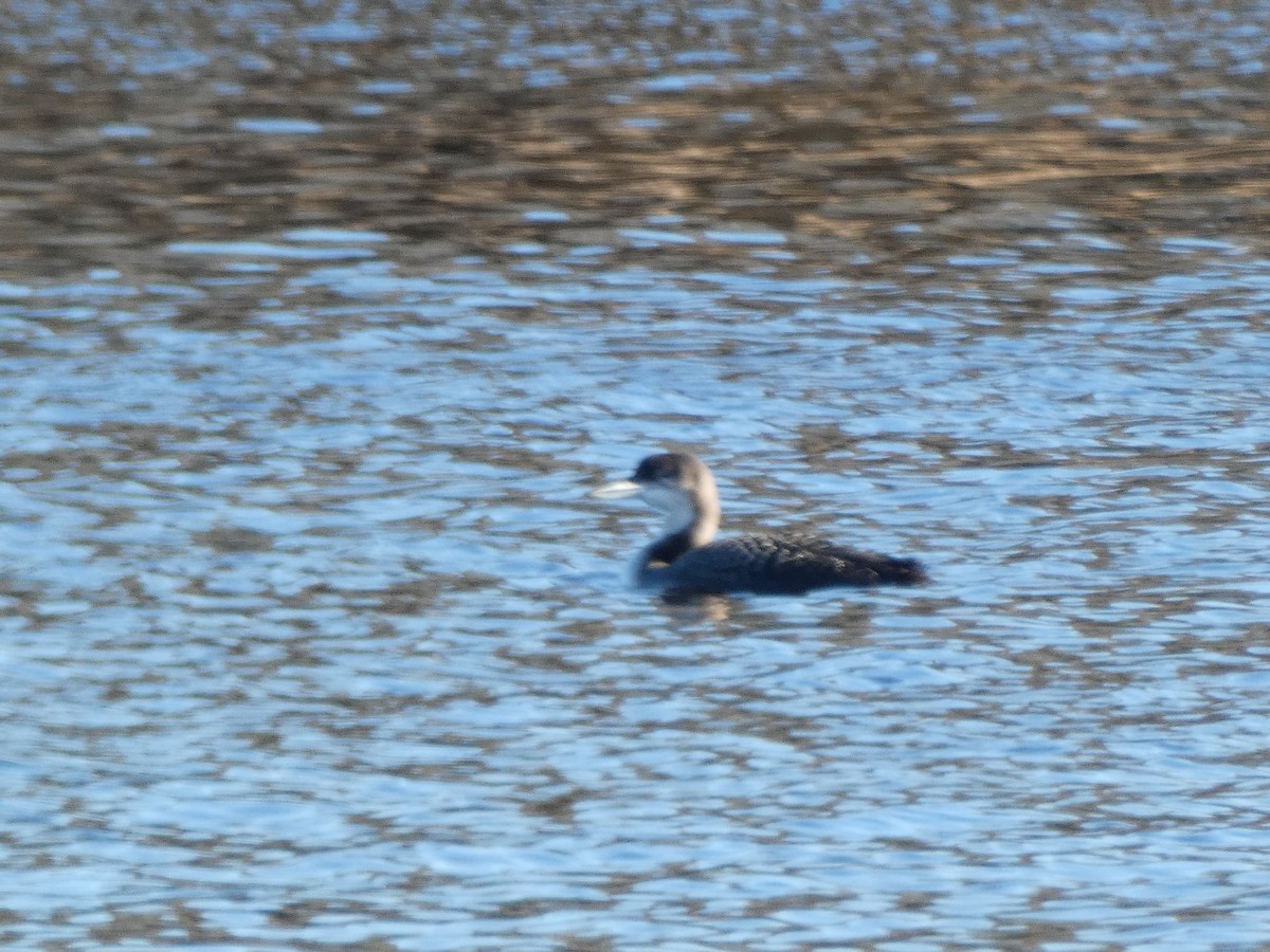 Common Loon - ML206291811