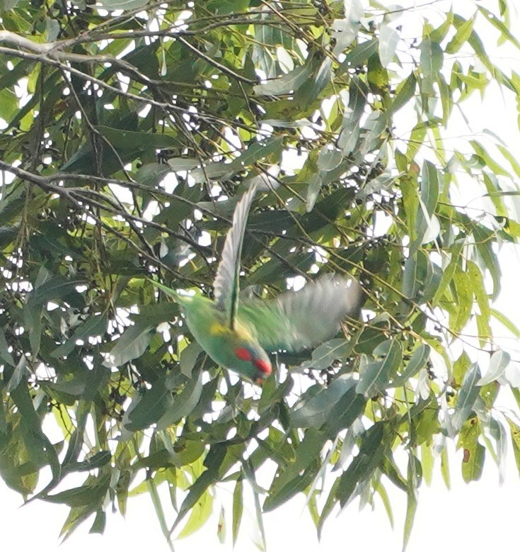 Musk Lorikeet - ML206291841