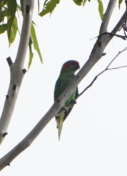 Musk Lorikeet - ML206291851