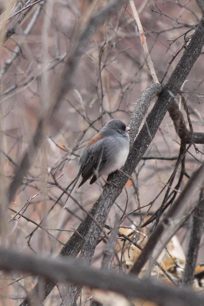 Dark-eyed Junco (Gray-headed) - ML206293371