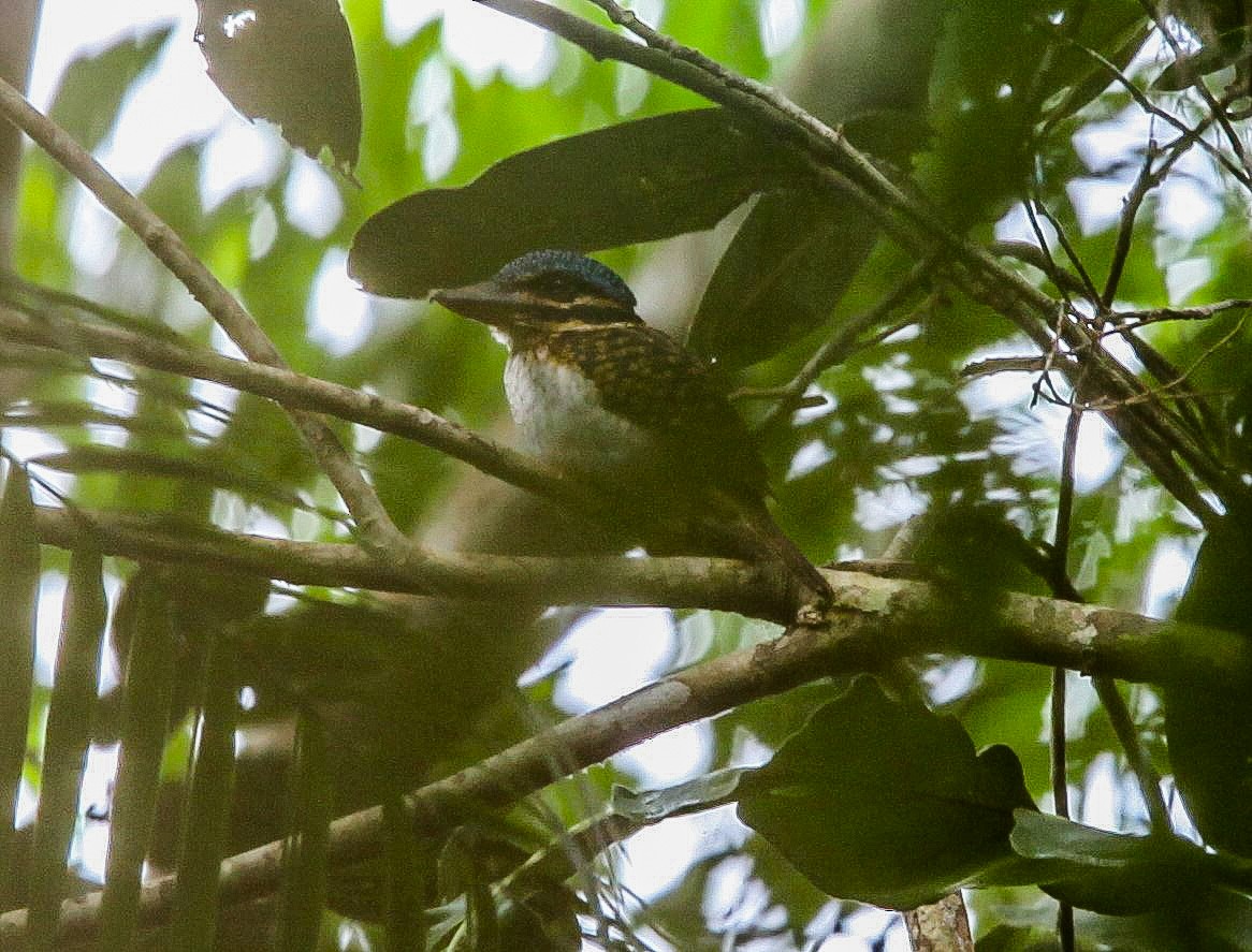 Hook-billed Kingfisher - ML206294461