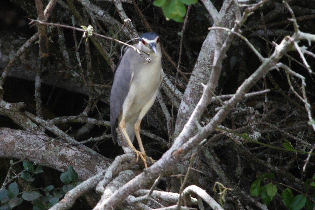 Black-crowned Night Heron - Jan Harm Wiers