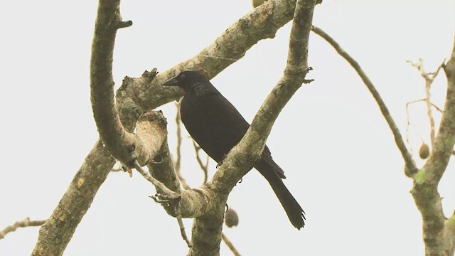 Giant Cowbird - ML206296081