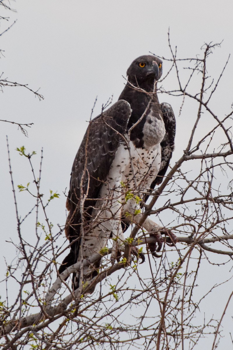 Martial Eagle - ML206296261