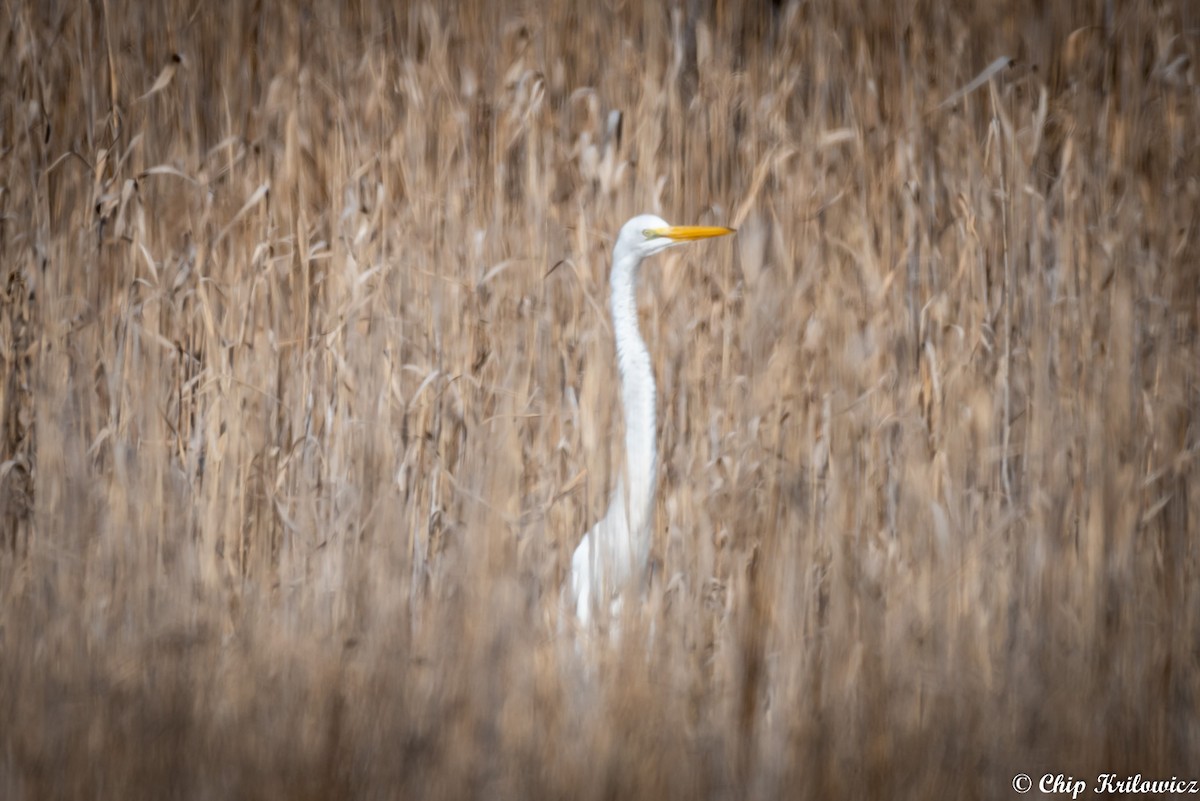 Great Egret - ML206297231