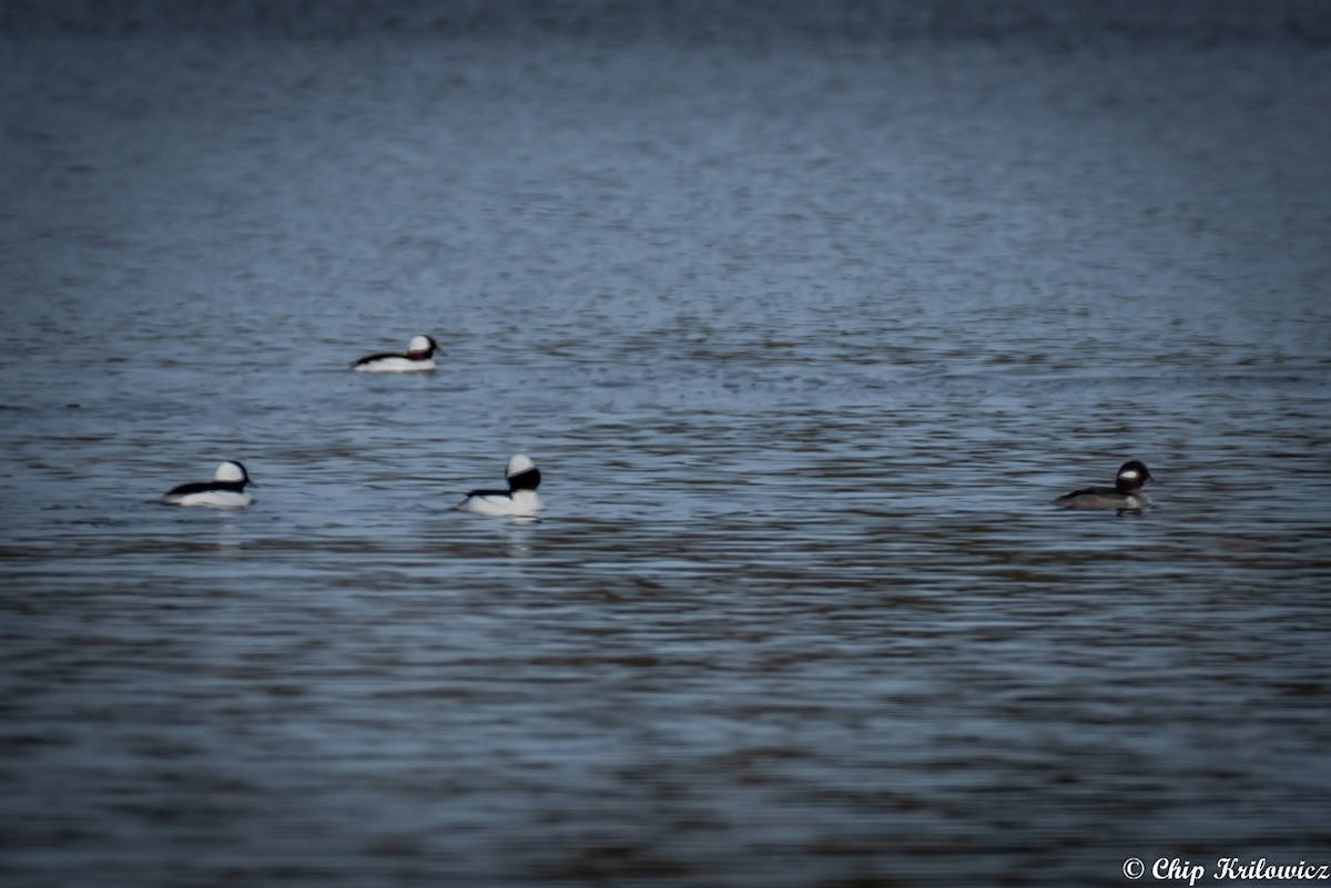 Bufflehead - Chip Krilowicz