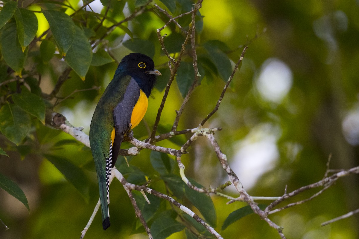 Gartered Trogon - ML206297981