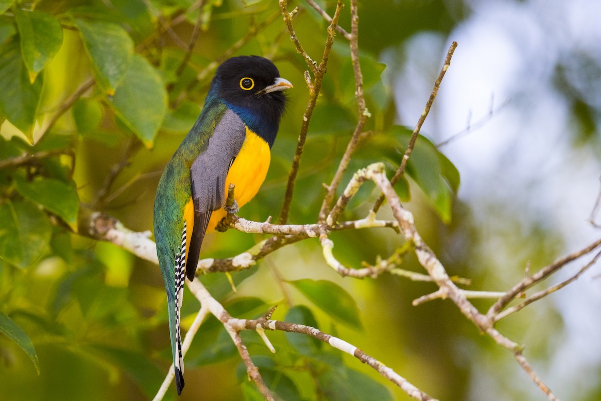 Gartered Trogon - ML206298231