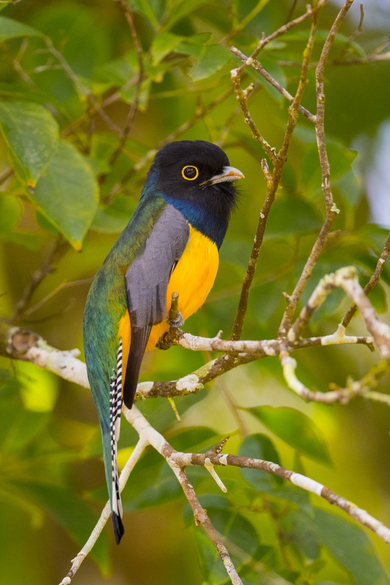 trogon podvazkový - ML206298301