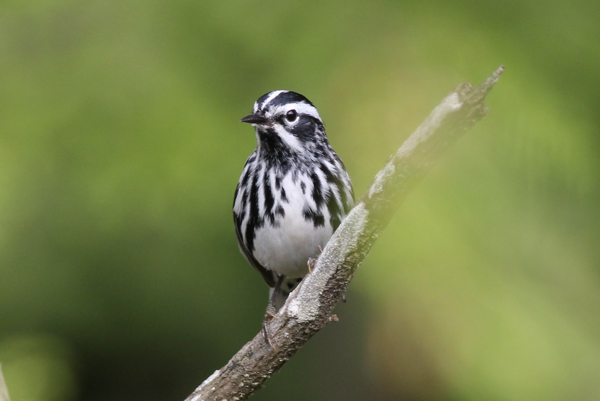 Black-and-white Warbler - Margaret Viens