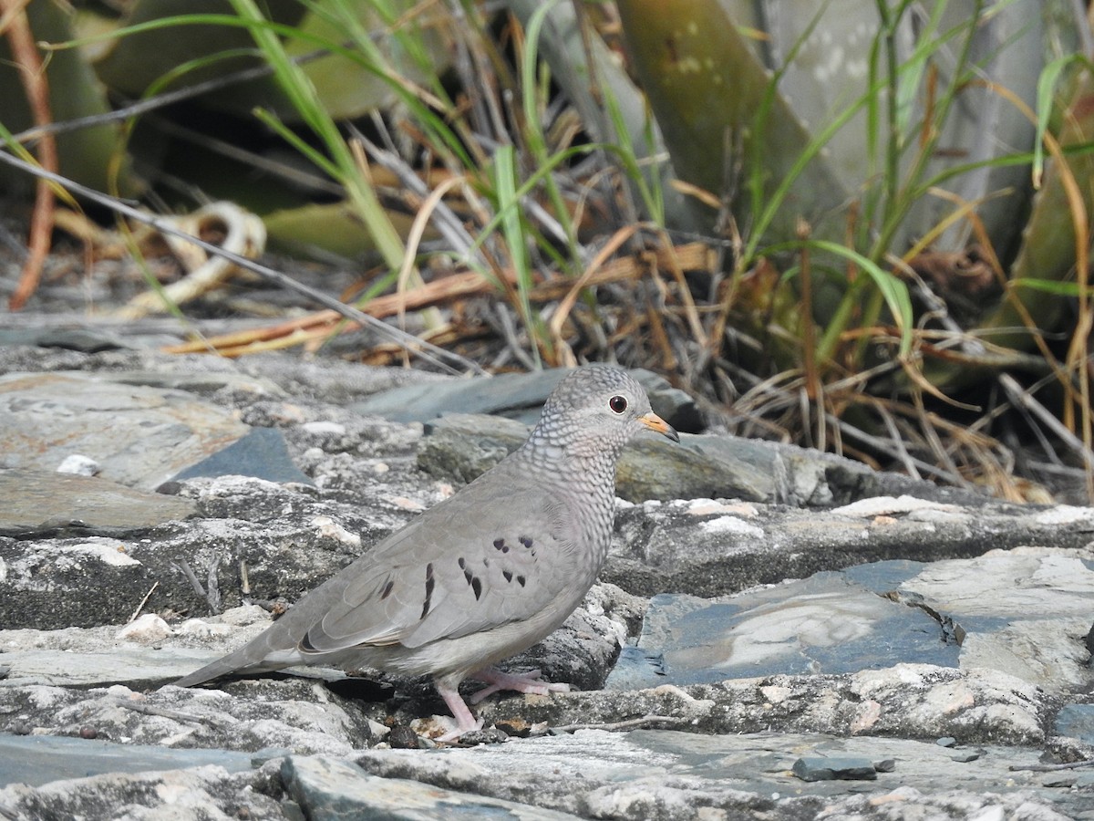 Common Ground Dove - ML206299881