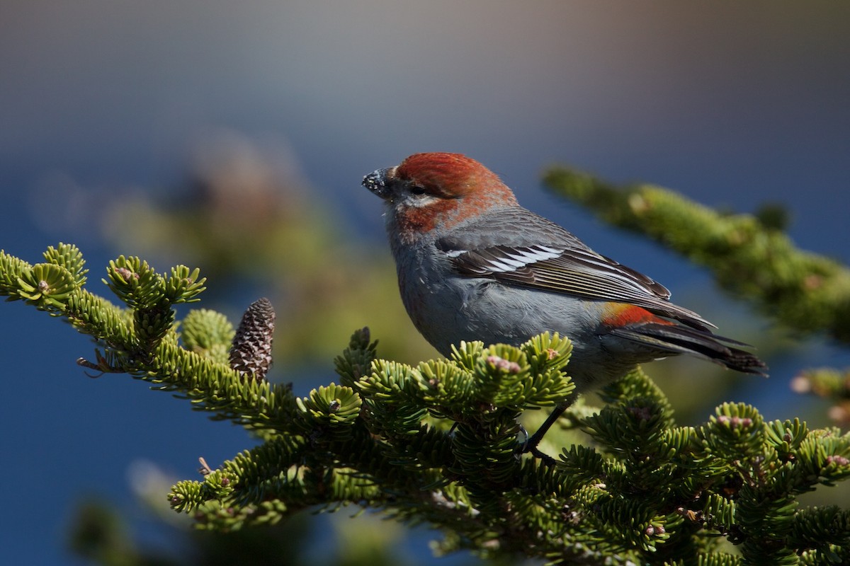 Pine Grosbeak - ML206301141