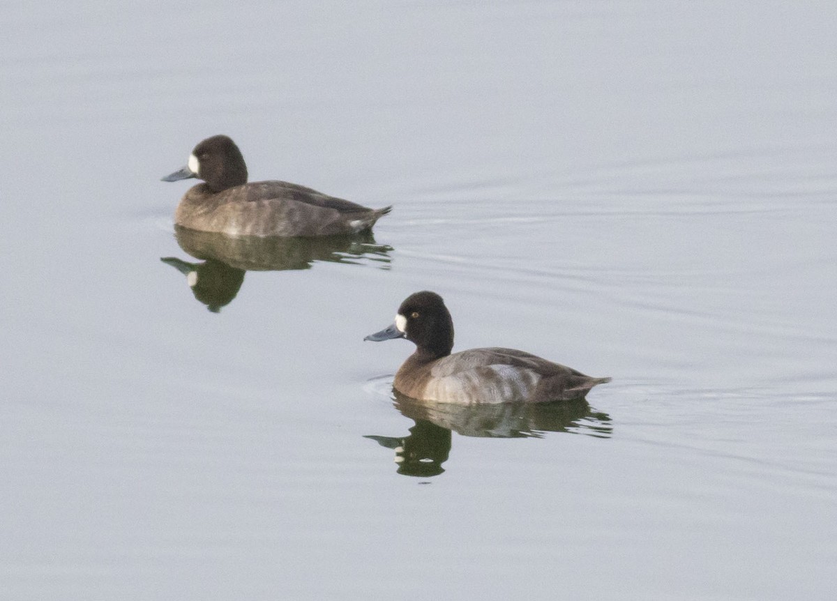 Lesser Scaup - ML20630161