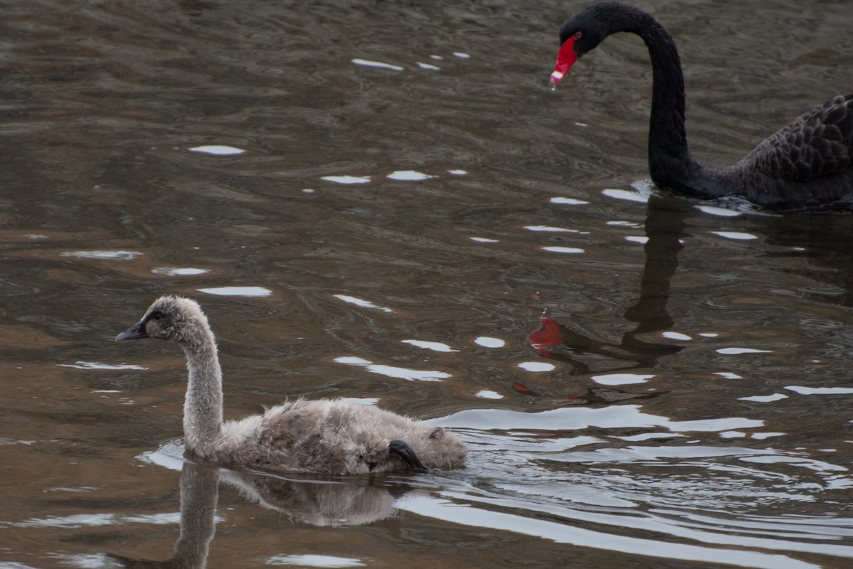 Black Swan - Ray Wise
