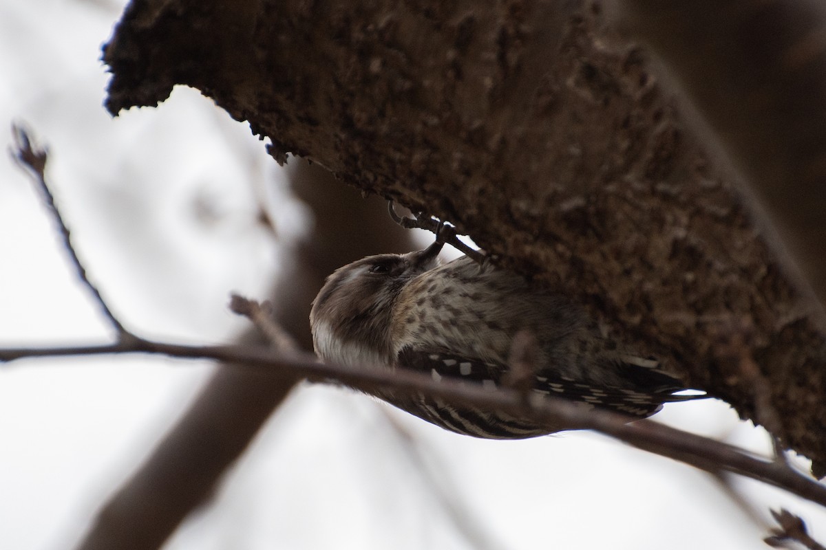 Japanese Pygmy Woodpecker - Ray Wise