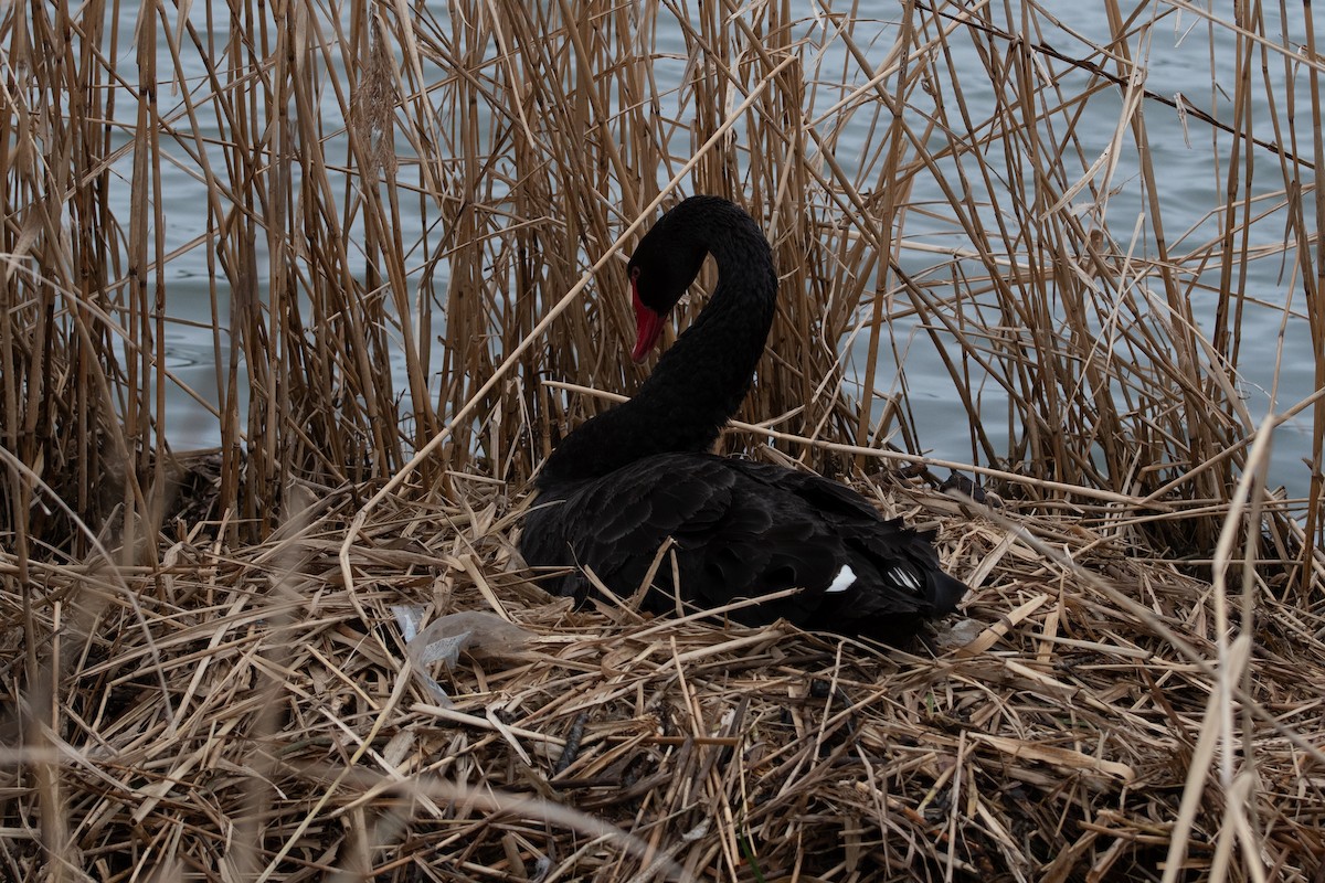 Black Swan - Ray Wise