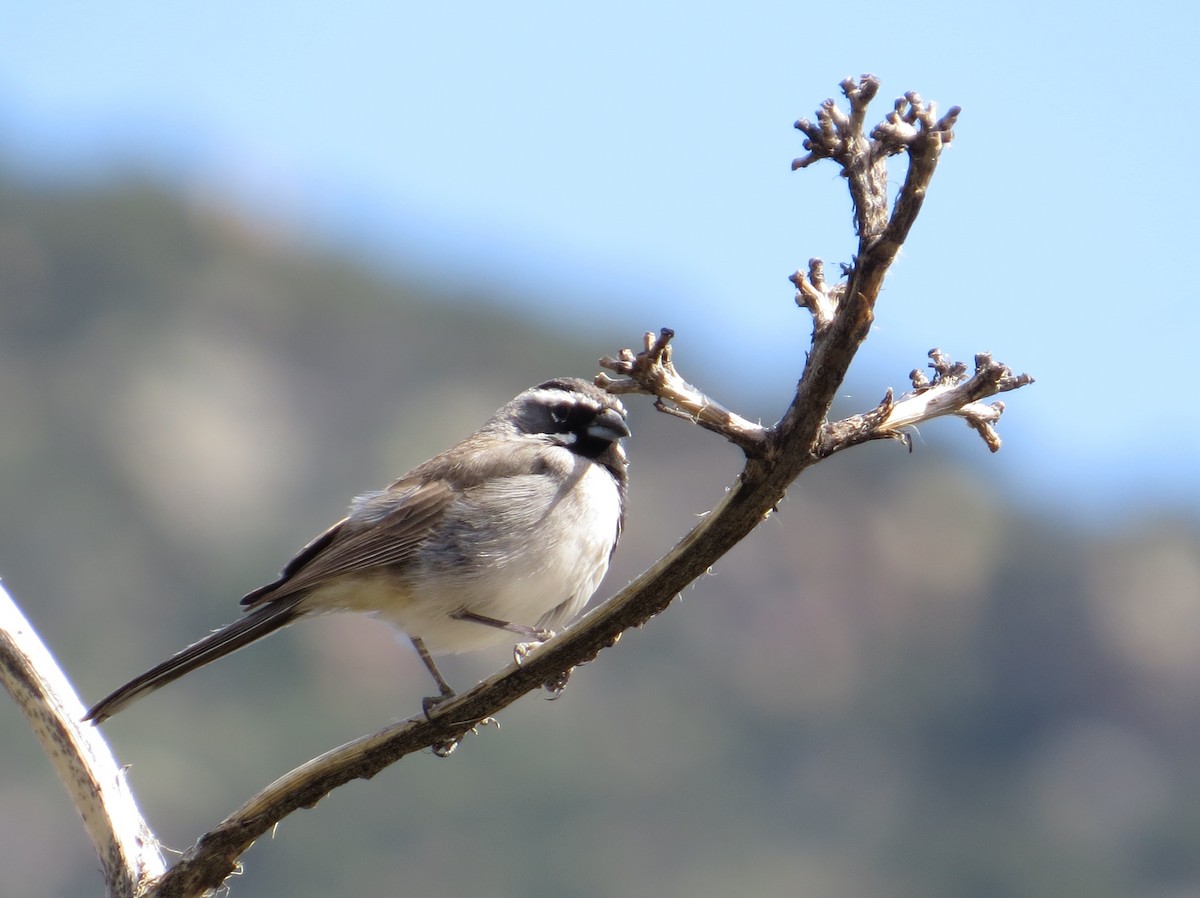 Black-throated Sparrow - ML206304721