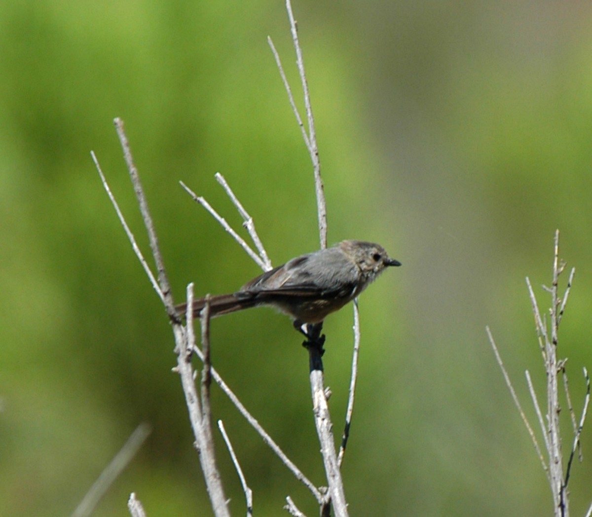 Bushtit - ML206305341