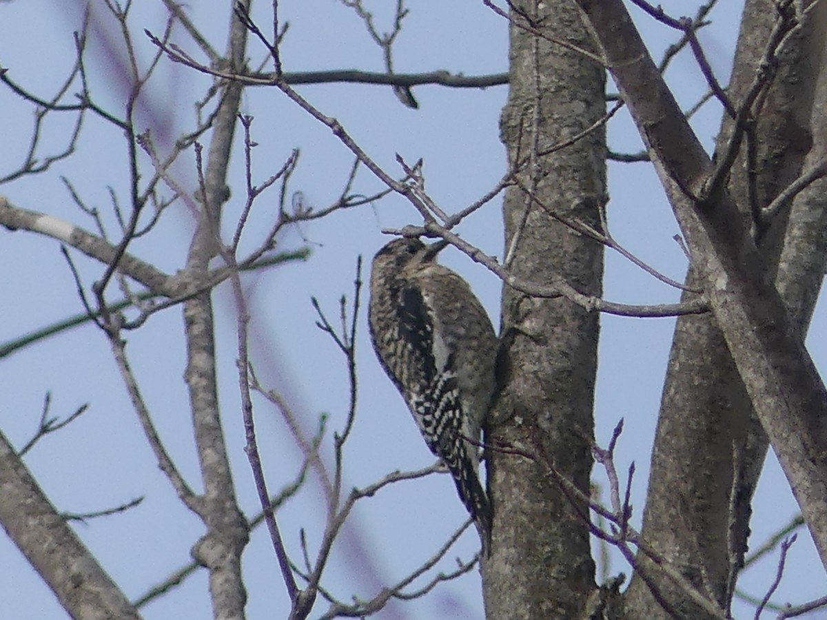 Yellow-bellied Sapsucker - ML206310181