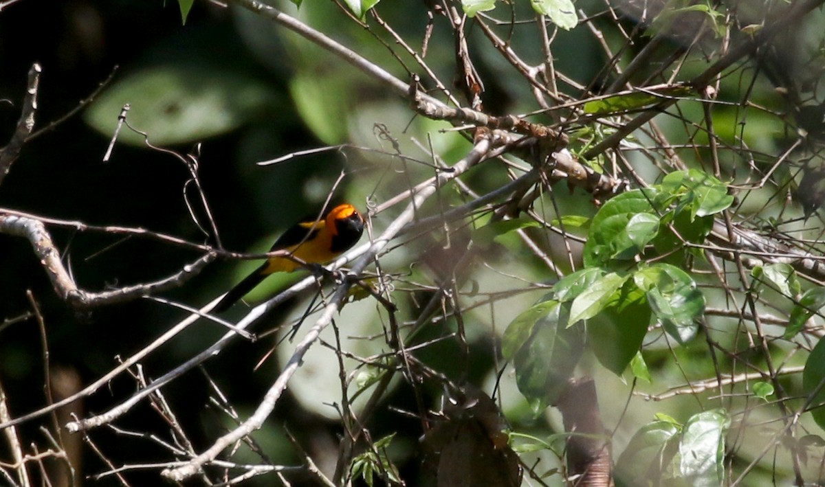 Orange-crowned Oriole - ML206311671