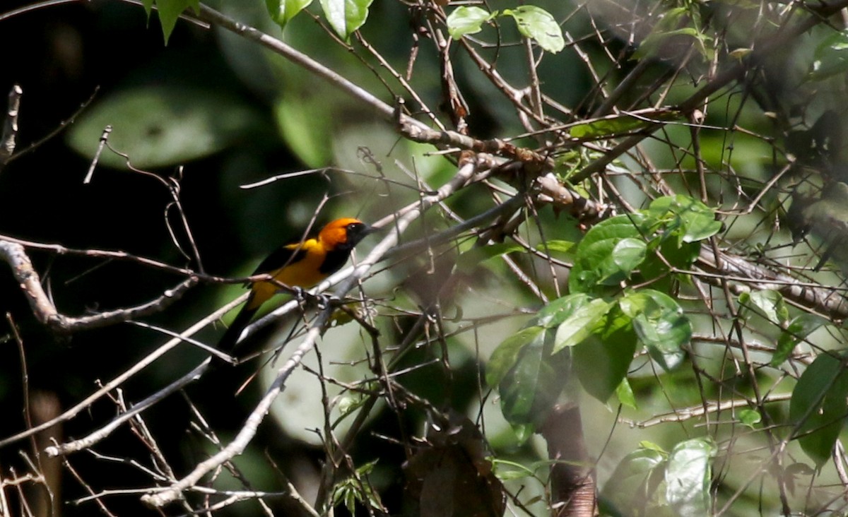 Orange-crowned Oriole - ML206311681