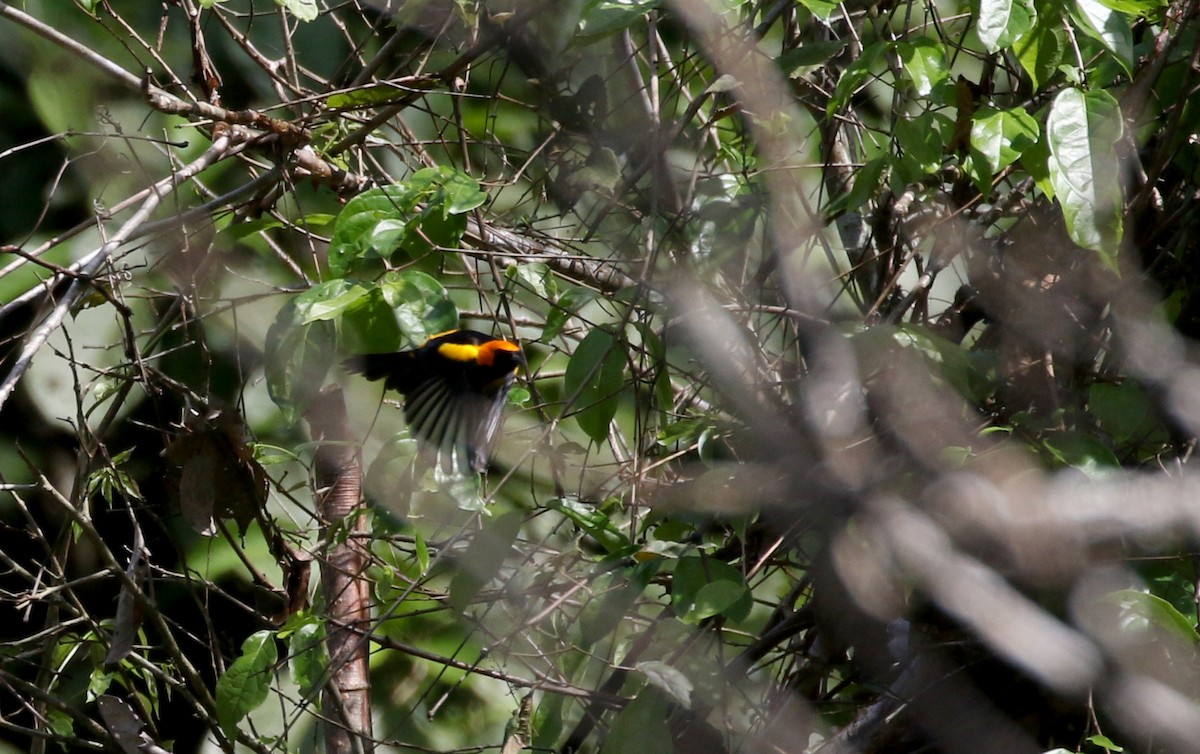 Orange-crowned Oriole - ML206311711